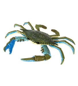 Crabe bleu