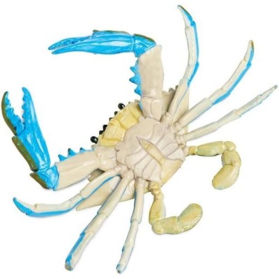 Crabe bleu