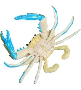 Crabe bleu