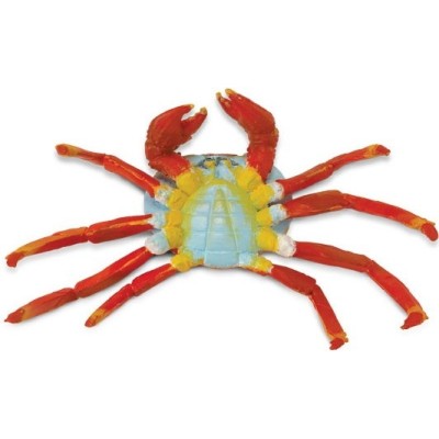 Crabe Zayapa du Galapagos