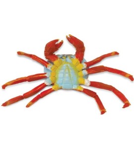 Crabe Zayapa du Galapagos
