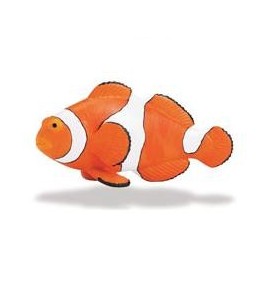 Poisson clown trois bandes