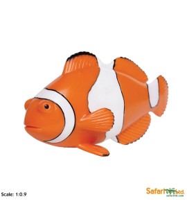 Poisson clown trois bandes