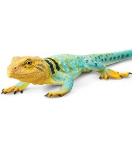 Lézard coloré