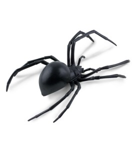 Araignée veuve noire