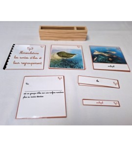 copy of Nomenclature du cycle de vie du serpent