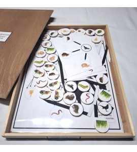 Chaîne alimentaire des animaux de la forêt