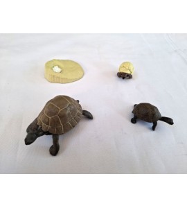 copy of Cycle de vie de la tortue - plateau + figurines