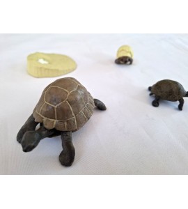 copy of Cycle de vie de la tortue - plateau + figurines
