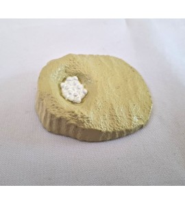 copy of Cycle de vie de la tortue - plateau + figurines