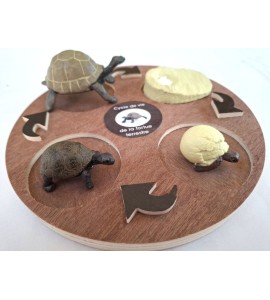 copy of Cycle de vie de la tortue - plateau + figurines