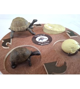 copy of Cycle de vie de la tortue - plateau + figurines