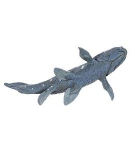 Coelacanthe