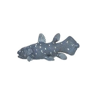 Coelacanthe