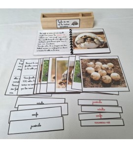 copy of Nomenclature du cycle de vie du serpent