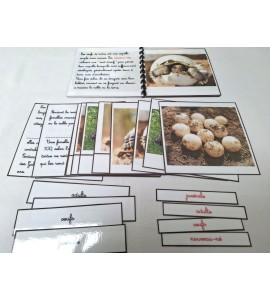 copy of Nomenclature du cycle de vie du serpent