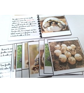 copy of Nomenclature du cycle de vie du serpent
