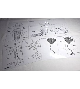 Coffret zoologie 2ème récit