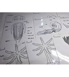 Coffret zoologie 2ème récit