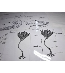 Coffret zoologie 2ème récit