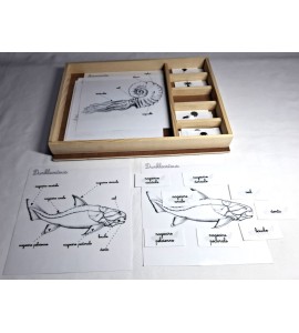 Coffret zoologie 2ème récit