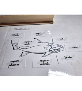 Coffret zoologie 2ème récit