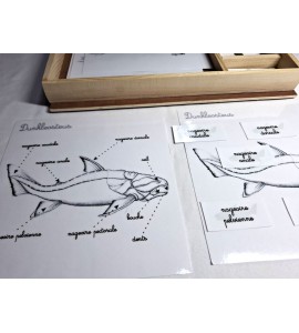 Coffret zoologie 2ème récit