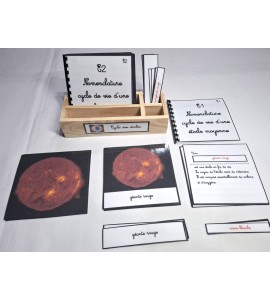 Nomenclature - Cycle des étoiles