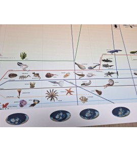 frise évolution de la vie - nouvelle classification