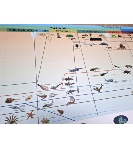 frise évolution de la vie - nouvelle classification