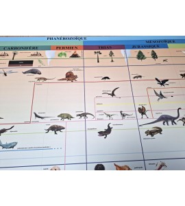 frise évolution de la vie - nouvelle classification