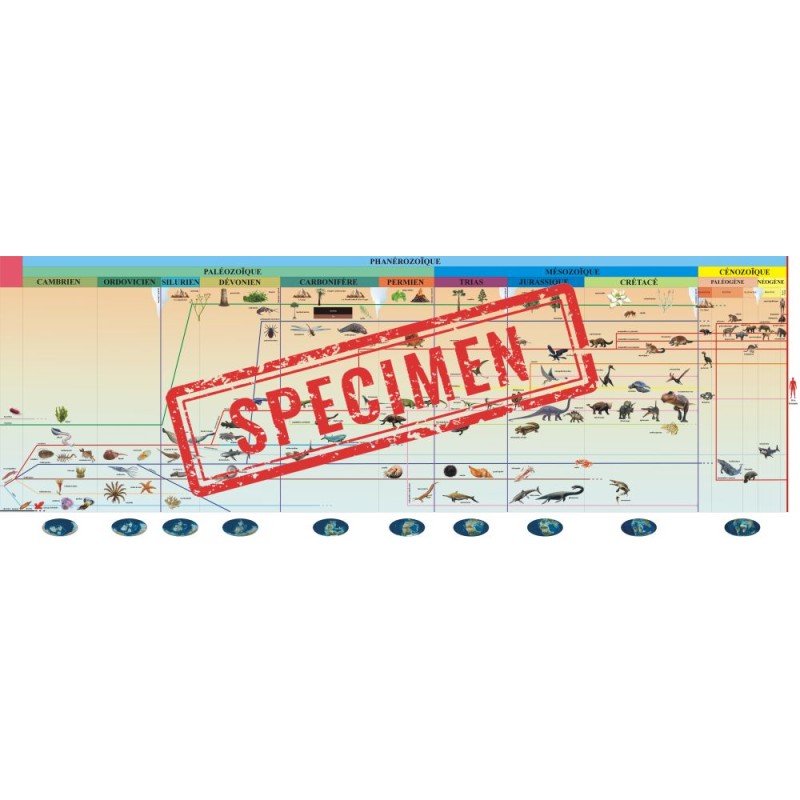 frise évolution de la vie -...