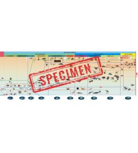 frise évolution de la vie - nouvelle classification