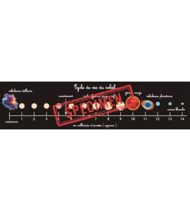 Cycle de vie du soleil - bâches + étiquettes