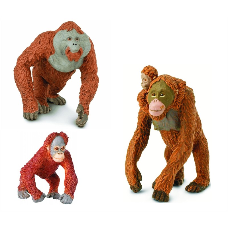 Famille orang-outang