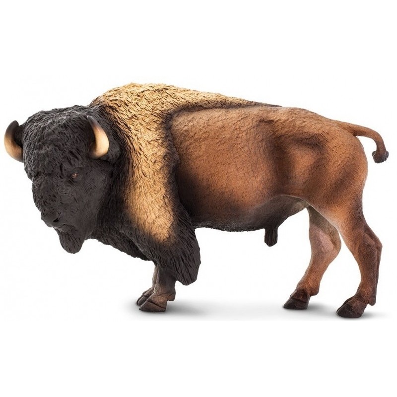 Bison