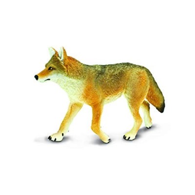 Coyote