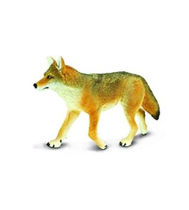 Coyote