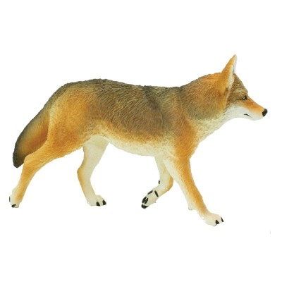 Coyote