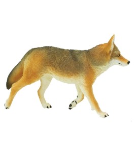 Coyote