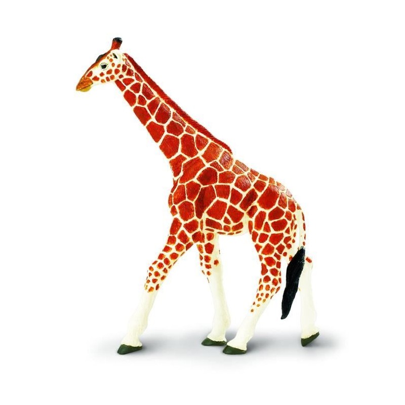 Girafe réticulée