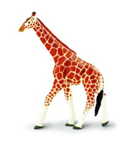 Girafe réticulée