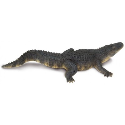 Alligator