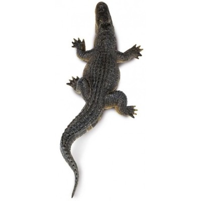 Alligator