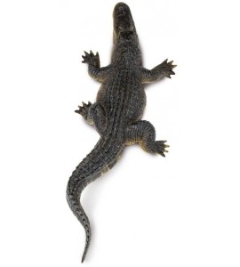 Alligator