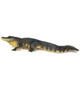 Alligator