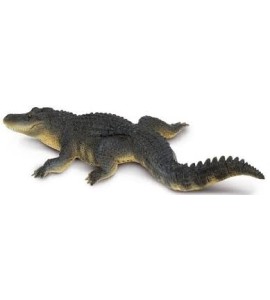 Alligator