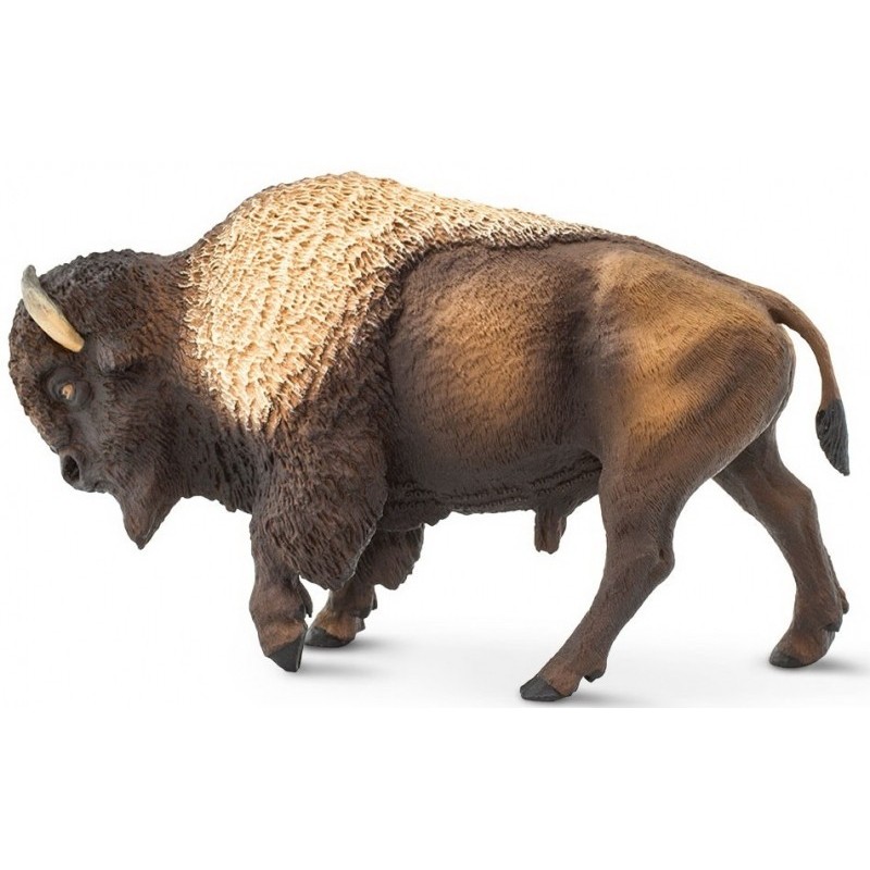 Bison