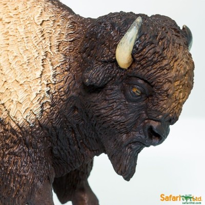 Bison