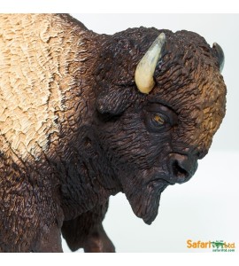 Bison